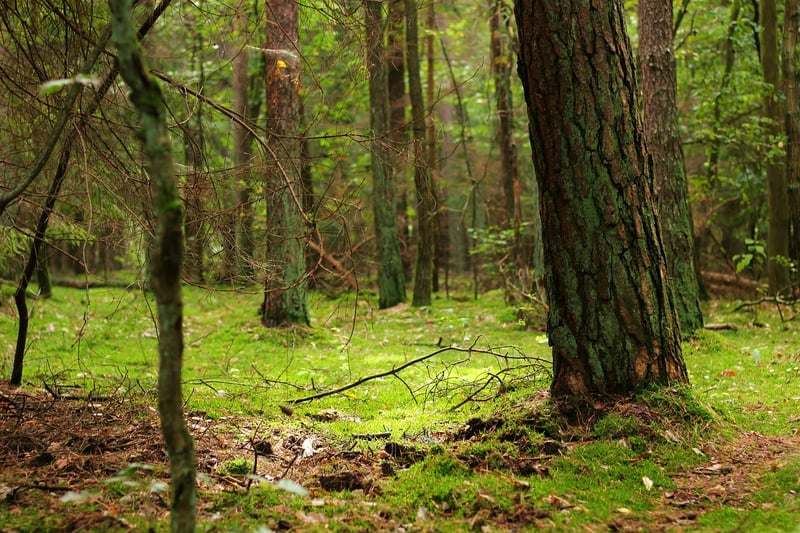Mystical Groves